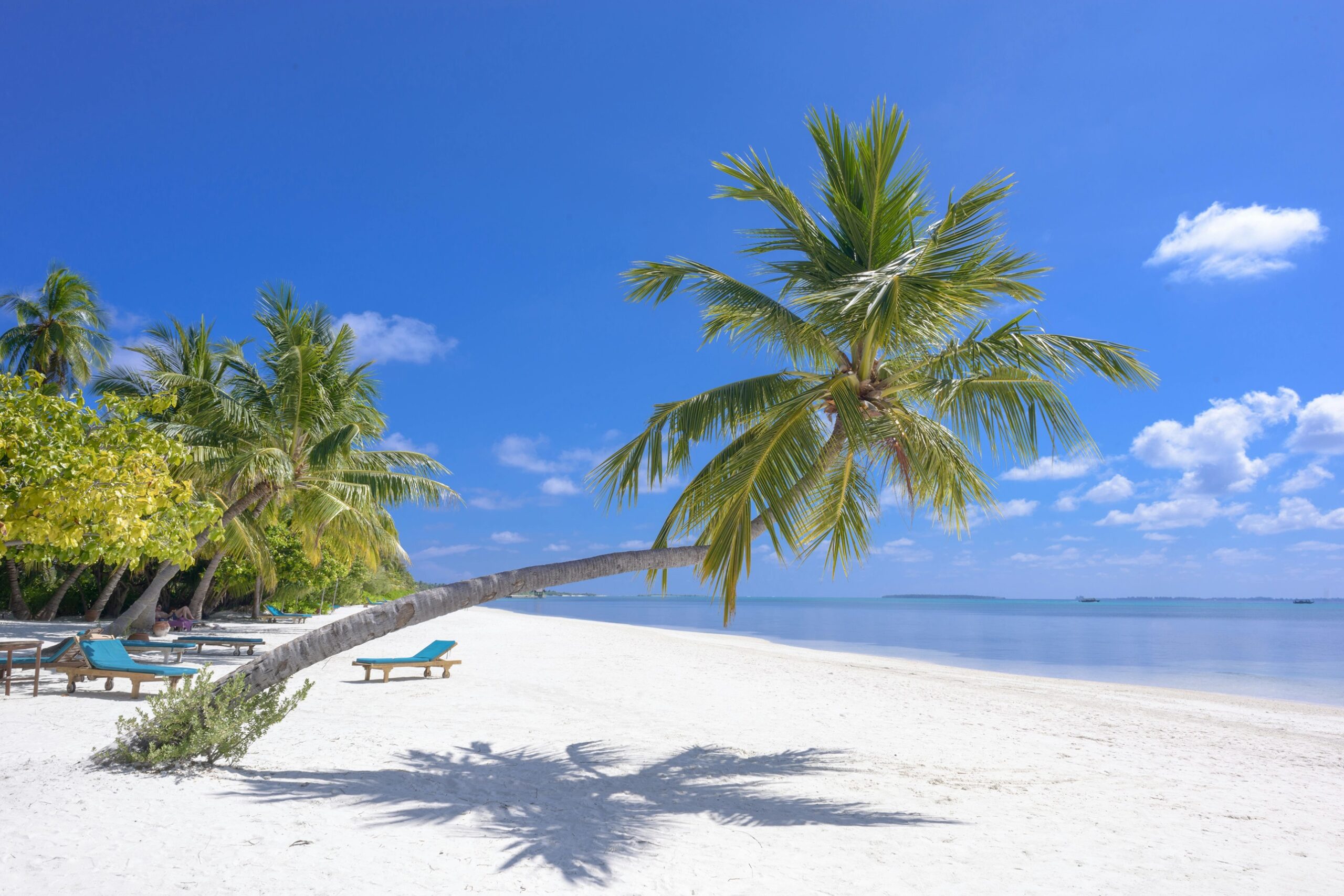 white beach with palm trees growing sideways towards the ocean